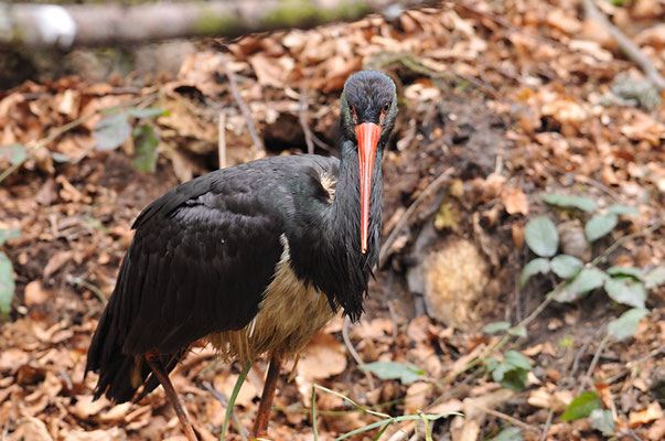 SCHWARZSTORCH, BLACK STORK, CICONIA NIGRA