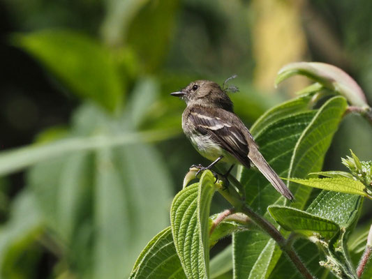ZAMORATYRANN, OLIVE-CHESTED FLYCATCHER - MYIOPHOBUS CRYPTOXANTHUS