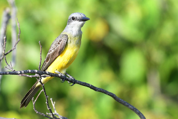TRAUERTYRANN, TROPICAL KINGBIRD, TYRANNUS MELANCHOLICUS