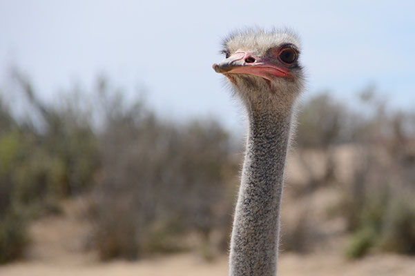 STRAUSS, COMMON OSTRICH, STRUTHIO CAMELUS