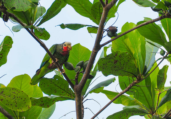 KUBA-AMAZONE, CUBAN PARROT, AMAZONA LEUCOCEPHALA