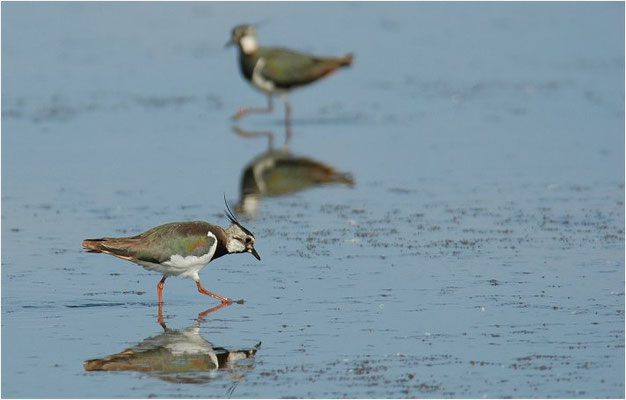 KIEBITZ, NORTHERN LAPWING, VANELLUS VANELLUS