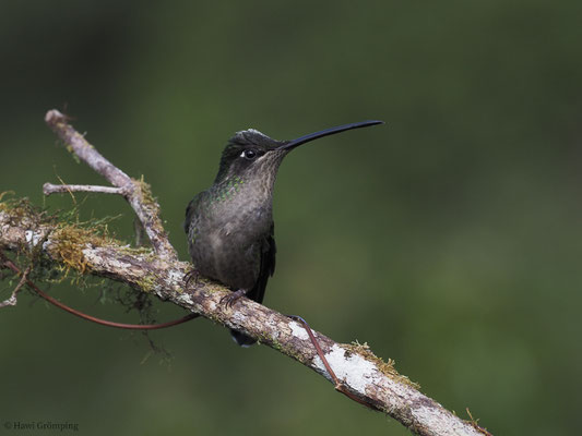 TALAMANCA-KOLIBRI, ADMIRABLE HUMMINGBIRD, EUGENES SPECTABILIS