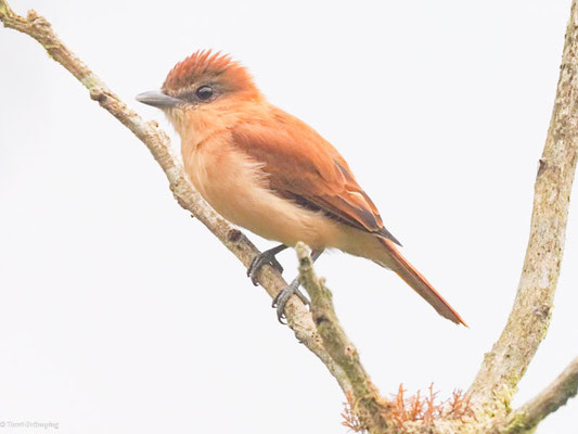 Zimtbekarde, Cinnamon Becard - Pachyramphus cinnamomeus