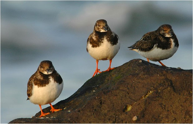 STEINWÄLZER, RUDDY TURNSTONE, ARENARIA INTERPRES