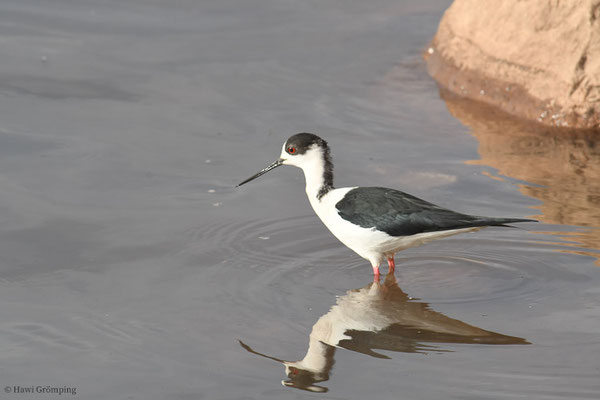 STELZENLÄUFER, BLACK-WINGED STILT, HIMANTOPUS HIMANTOPUS