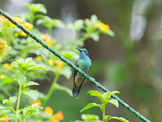 GROSSER VEILCHENOHRKOLIBRI, SPARKLING VIOLETEAR  -C OLIBRI CORUSCAN