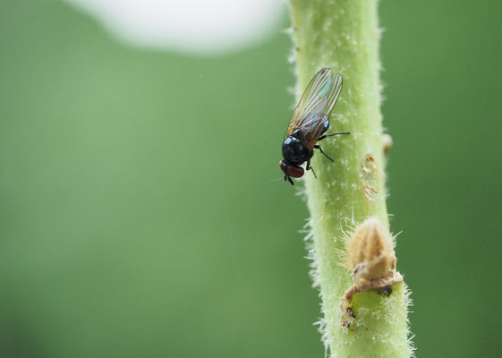 GELBFLÜGEL-ERZSCHWEBFLIEGE, CHEILOSIA IMPRESSA