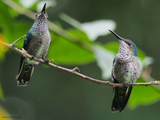 WEISSNACKENKOLIBRI, WHITE-NECKED JACOBIN, FLORISUGA MELLIVORA