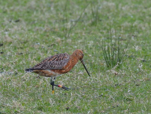 Pfuhlschnepfe, bar-tailed godwit, limosa lapponica