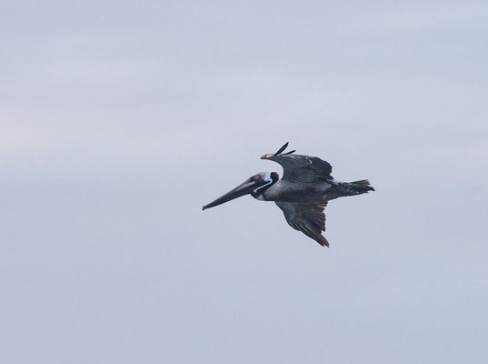 BRAUNER PELIKAN, BROWN PELICAN - PELECANUS OCCIDENTALIS