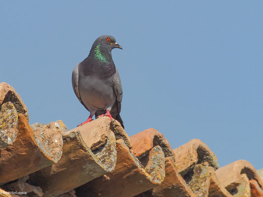 FELSENTAUBE, ROCK DOVE, COLUMBA LIVIA