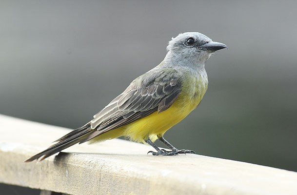 TRAUERTYRANN, TROPICAL KINGBIRD, TYRANNUS MELANCHOLICUS