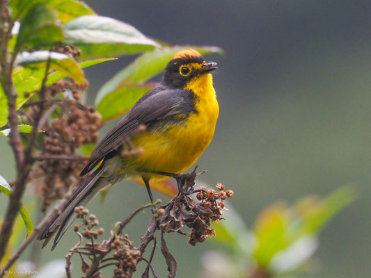 BRILLENWALDSÄNGER, SPECTACLED WHITESTART - MYIOBORUS  MELANOCEPHALUS