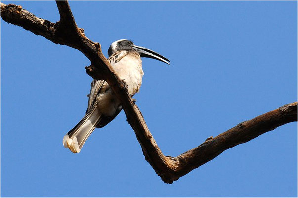 GRAUTOKO, AFRICAN GREY HORNBILL, TOCKUS NASUTUS