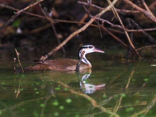 Zwergbinsenralle, Sungrebe - Heliornis fulica