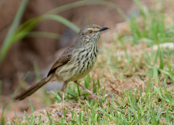 FLECKENPRINIE,KAROO PRINIA, PRINIA MACULOSA