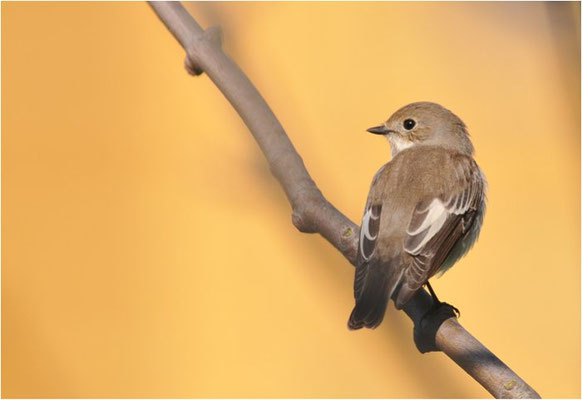 TRAUERSCHNÄPPER, PIED FLYCATCHER, FICEDULA HYPOLEUCA