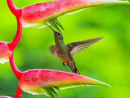 SCHUPPENBRUSTKOLIBRI, SCALY-BREASTED HUMMINGBIRD, PHAEOCHROA CUVIERII