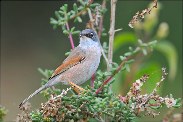 BRILLENGRASMÜCKE, SPECTACELED WARBLER, SILVIA CONSPICILLATA