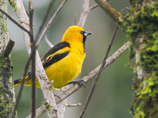 GELBSCHWANZTRUPIAL, YELLOW-TAILED ORIOLE - ICTERUS MESOMELAS