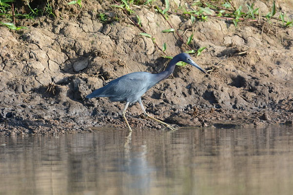 BLAUREIHER, LITTLE BLUE HERON, EGRETTA CAERULEA