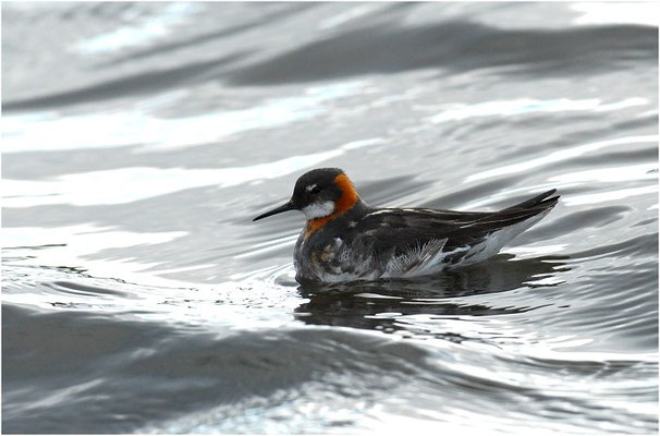 ODINSHÜHNCHEN, RED-NECKED PHALAROPE, PHALAROPUS LOBATUS