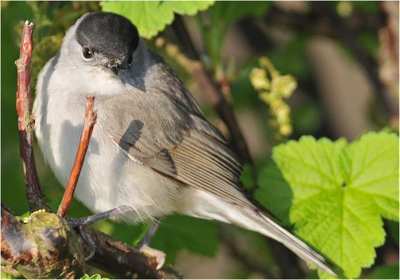 MÖNCHSGRASMÜCKE, BLACKCAP, SYLVIA ATRICAPILLA