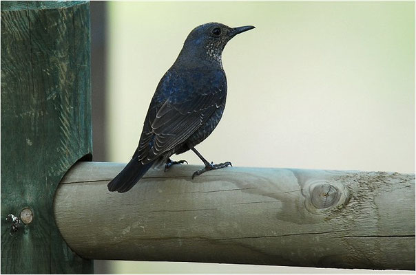 BLAUMERLE, BLUE ROCK THRUSH, MONTICOLA SOLITARIUS