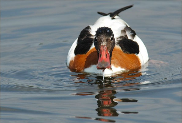BRANDENTE, SHELDUCK, TADORNA TADORNA 