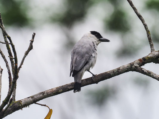 SCHWARZKAPPEN-BEKARDE, BLACK-CROWNED TITYRA, TITYRA INQUISITOR