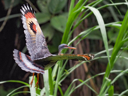 SONNENRALLE, SUNBITTERN - EURYPYGA HELIAS