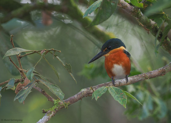 ERZFISCHER, AMERICAN PYGMY KINGFISHER, CHLOROCERYLE AENEA