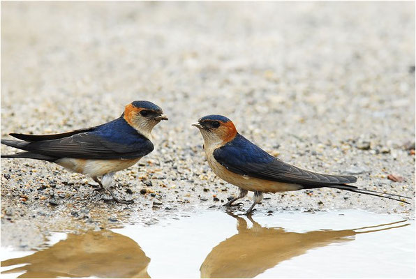 RÖTELSCHWALBE, RED-RUMPED SWALLOW, CECROPIS DAURICA