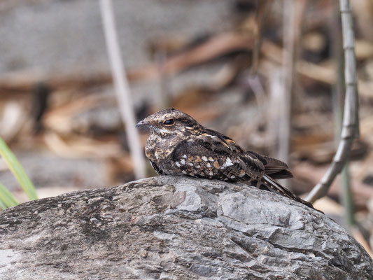 STAFFELSCHWANZ-NACHTSCHWALBE, LADDER-TAILED NIHGTJAR - HYDROPSALIS CLIMACOCERCA
