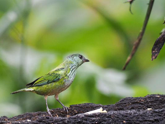 HEINE-TANGARE, BLACK-CAPPED TANAGER - TANGARA HEINEI
