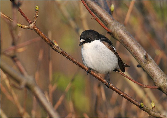 TRAUERSCHNÄPPER, PIED FLYCATCHER, FICEDULA HYPOLEUCA