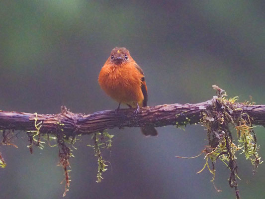 ZIMTTYRANN, CINNAMON FLYCATCHER - PYRRHOMYIAS CINNAMOMEUS