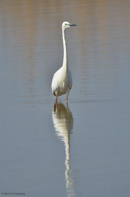 SILBERREIHER, GREAT EGRET, EGRETTA ALBA