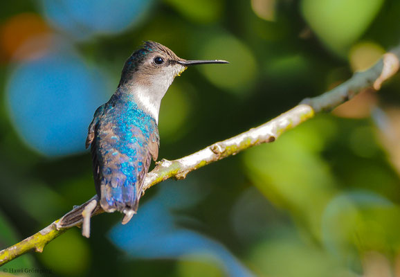 BIENENELFE, BEE-HUMMINGBIRD, MELISUGA HELENAE
