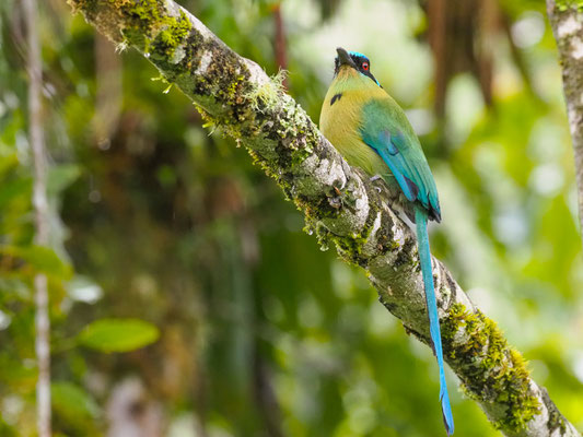 Andenmotmot, Andean Motmot - Momotus aequatorialis