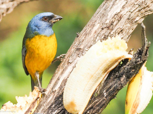 Schwarzstirntangare, Blue-and-yellow Tanager - Pipraeidea bonariensis