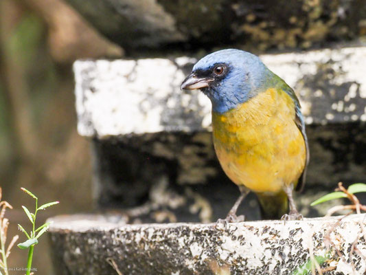 Schwarzstirntangare, Blue-and-yellow Tanager - Pipraeidea bonariensis