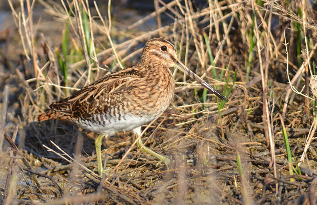 BEKASSINE, COMMON SNIPE, GALLINAGO GALLINAGO