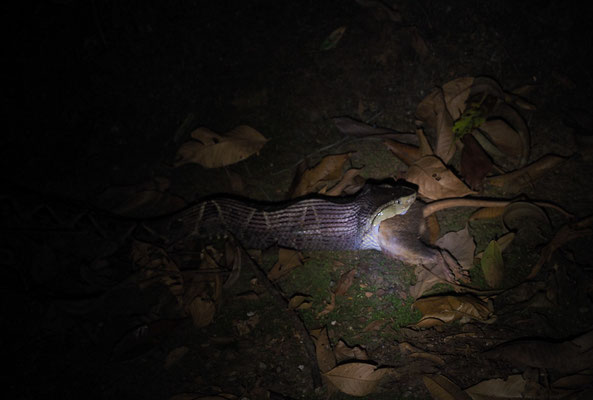Terciopelo-Lanzenotter verschlingt eine Ratte.
