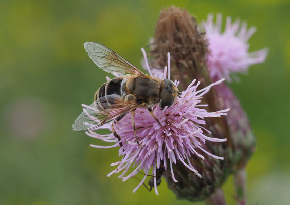 MITTLERE KEILFLECKSCHWEBFLIEGE, ERISTALIS INTERRUPTA