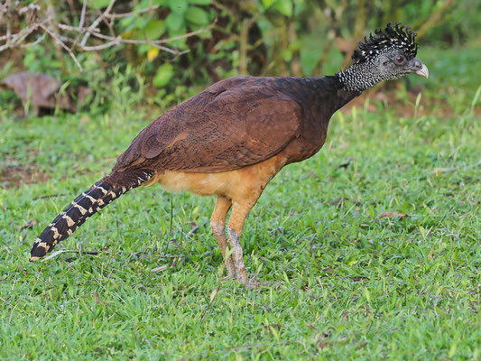 TUBERKEL-HOKKO, GREAT CURASSOW, CRAX RUBRA