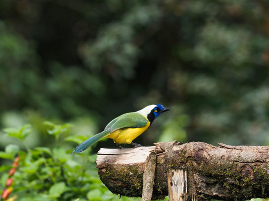 GRÜNHÄHER, GREEN JAY - CYANOCORAX YNCAS