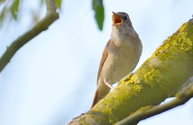 NACHTIGALL, NIGHTINGALE, LUSCINIA MEGARHYNCHOS