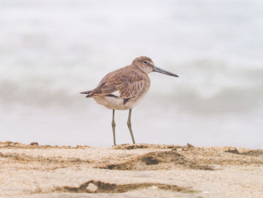 Schlammtreter, Willet - Tringa semipalmata